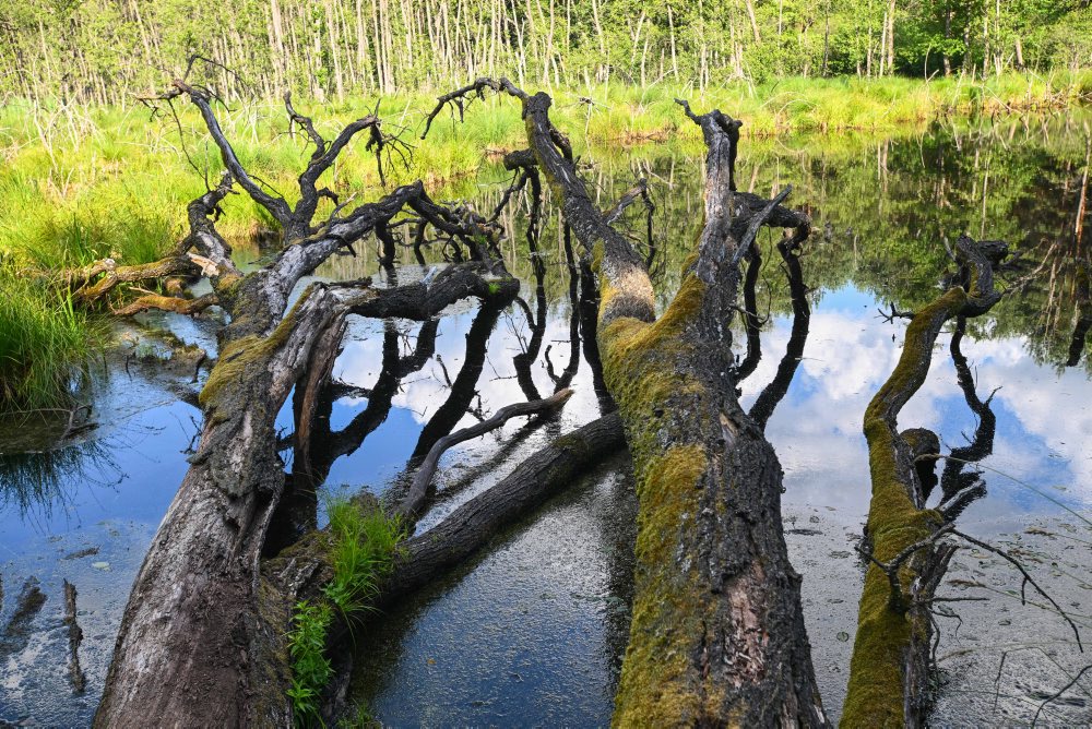 Vodná plocha Červený rybník