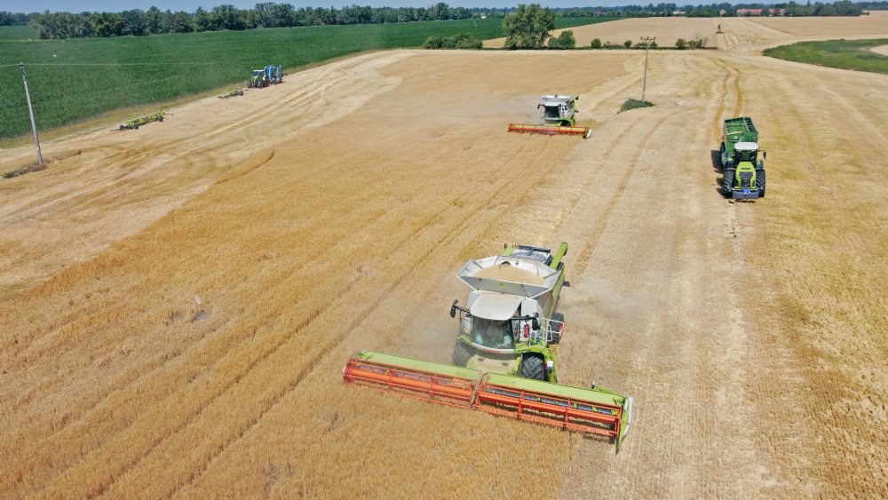 Žatva ozimného jačmeňa v katastri obce Sokolce v okrese Komárno