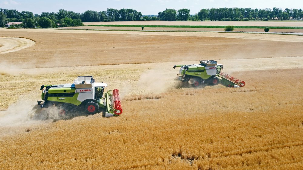 Žatva ozimného jačmeňa v katastri obce Sokolce v okrese Komárno