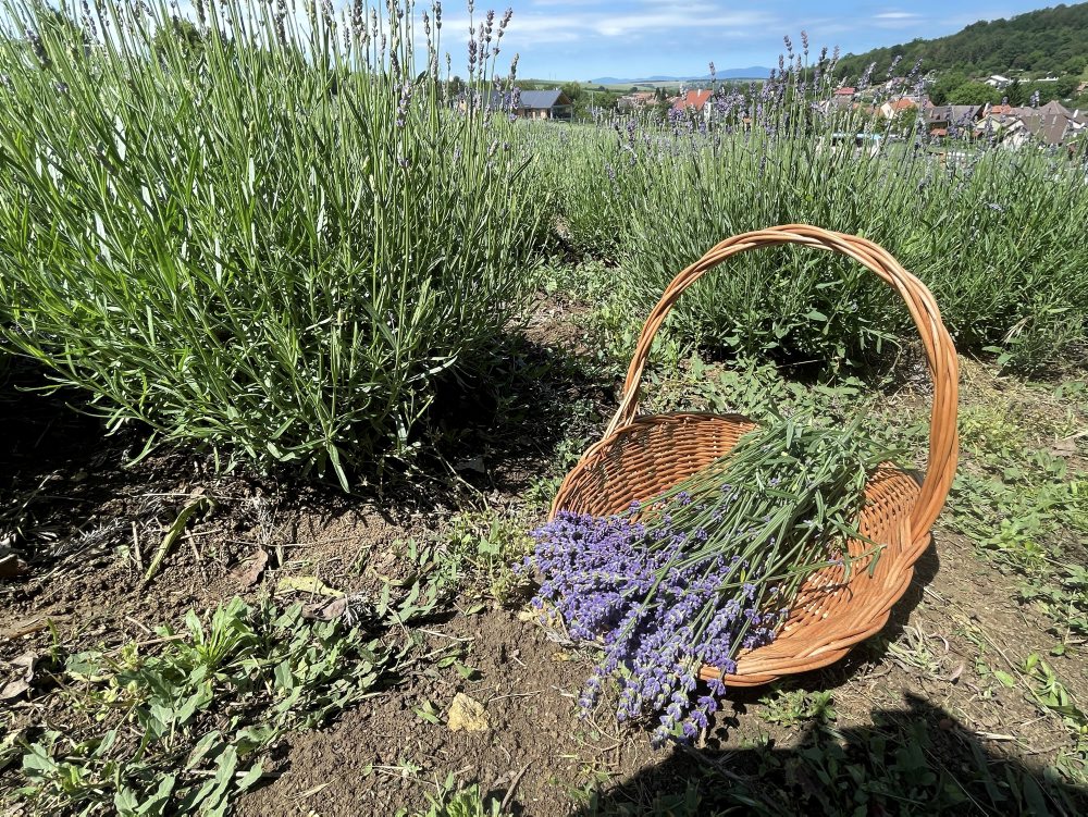 Levanduľa poslúži pri zdravotných ťažkostiach, v kozmetike i gastronómii