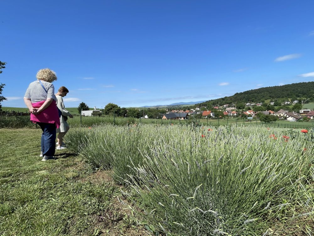 Levanduľa poslúži pri zdravotných ťažkostiach, v kozmetike i gastronómii
