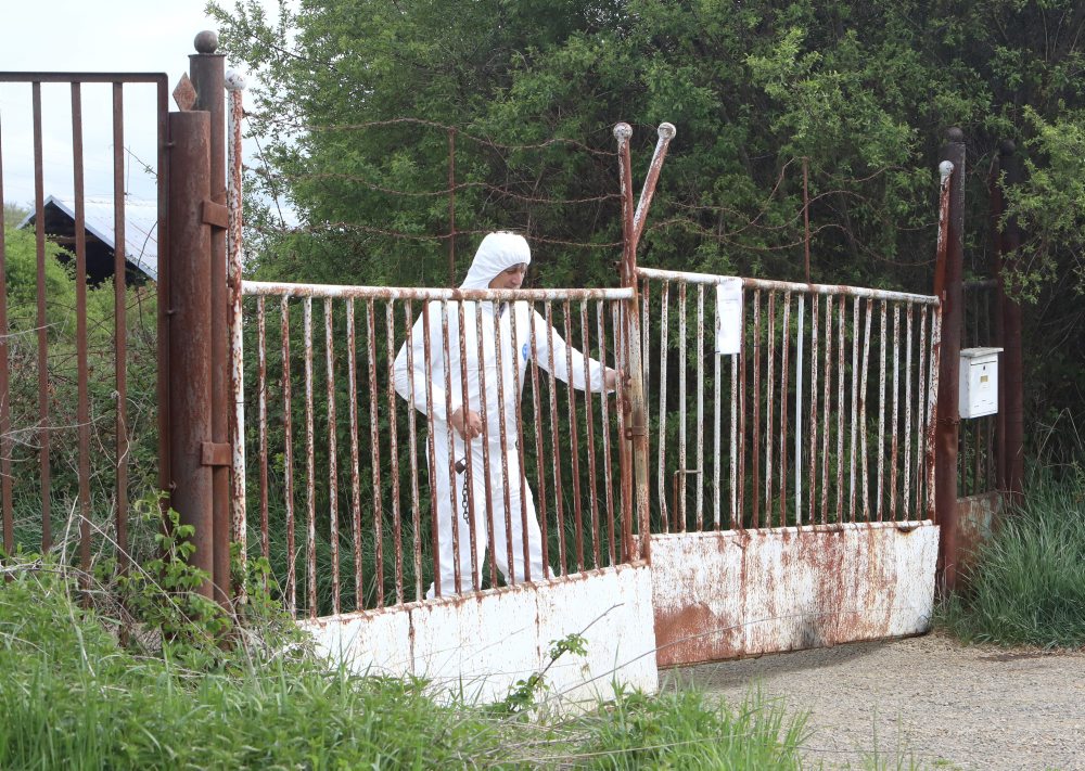 V komerčnom chove ošípaných v obci Lovča bol potvrdený mor ošípaných