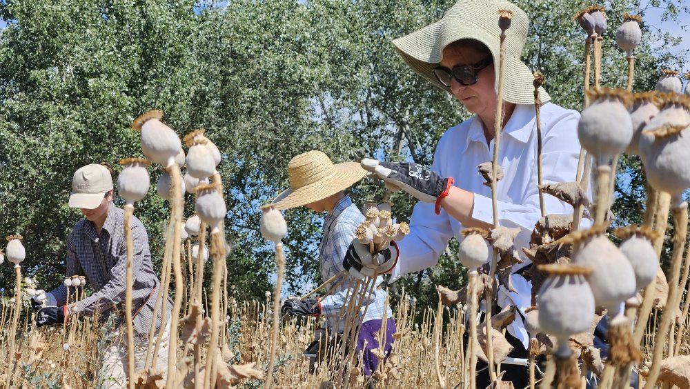 V bio hospodárstve Pemak v Patinciach finišuje zber bio maku