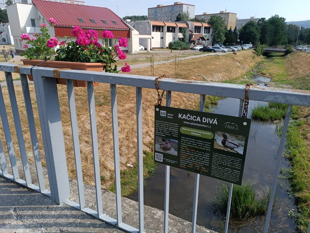 Mesto Detva upozorňuje na škodlivosť nevhodného kŕmenia kačíc v potoku