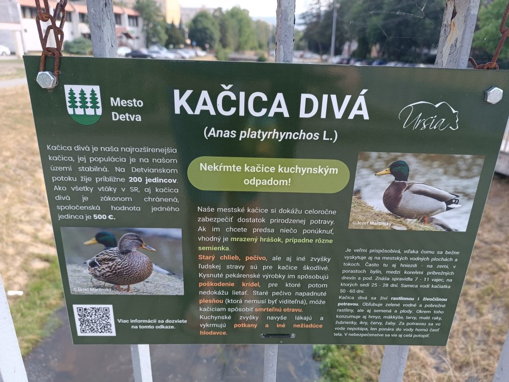 Mesto Detva upozorňuje na škodlivosť nevhodného kŕmenia kačíc v potoku