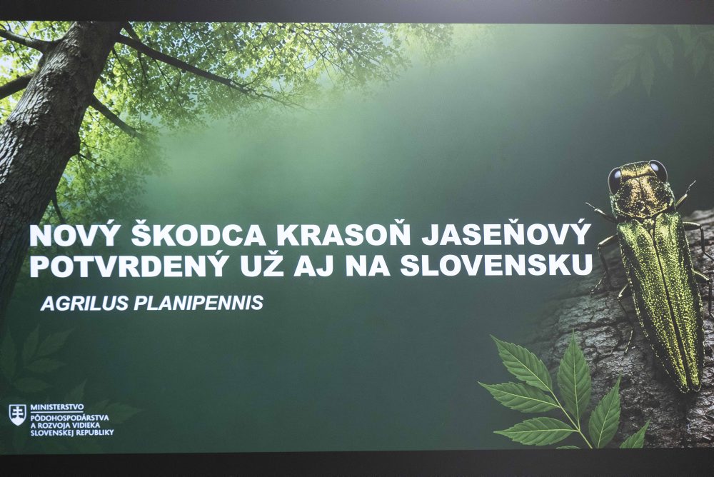 Tlačová konferencia ministra pôdohospodárstva a rozvoja vidieka SR Richarda Takáča k výskytu nového škodcu krasoňa jaseňového na Slovensku 