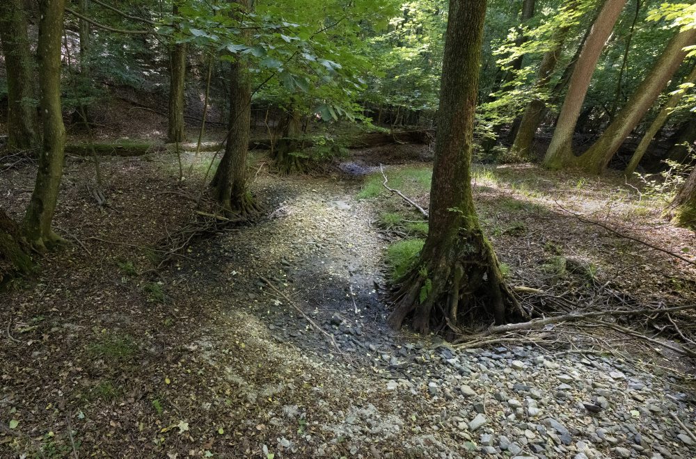 Vysychajúce koryto horského potoka Vydrica