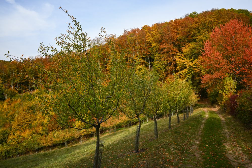 Jesenná krajina v Novej Bošáci