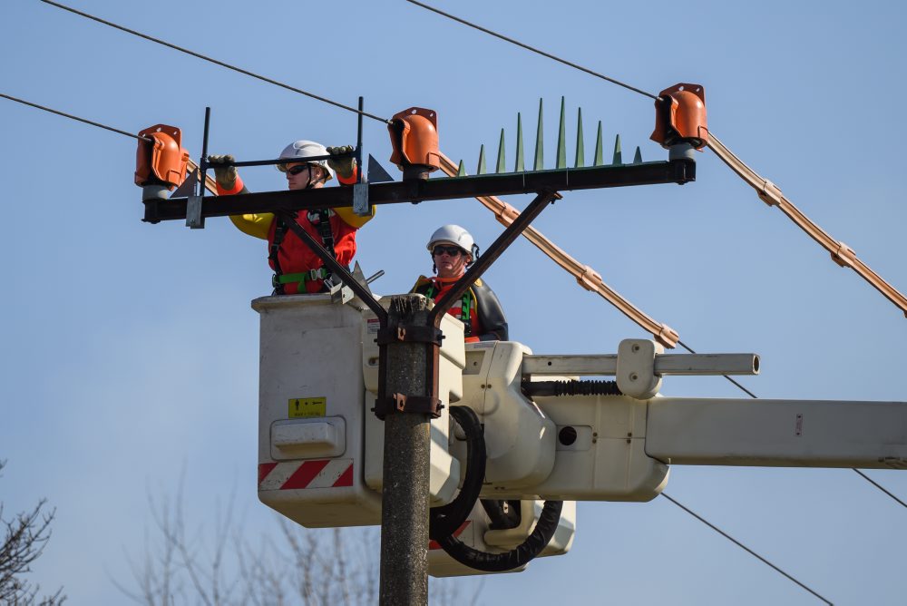 Ukážka technických opatrení za účelom zvýšenia bezpečnosti distribučných vedení pre vtáctvo v rámci medzinárodnej konferencie Free Sky For Birds 2026
