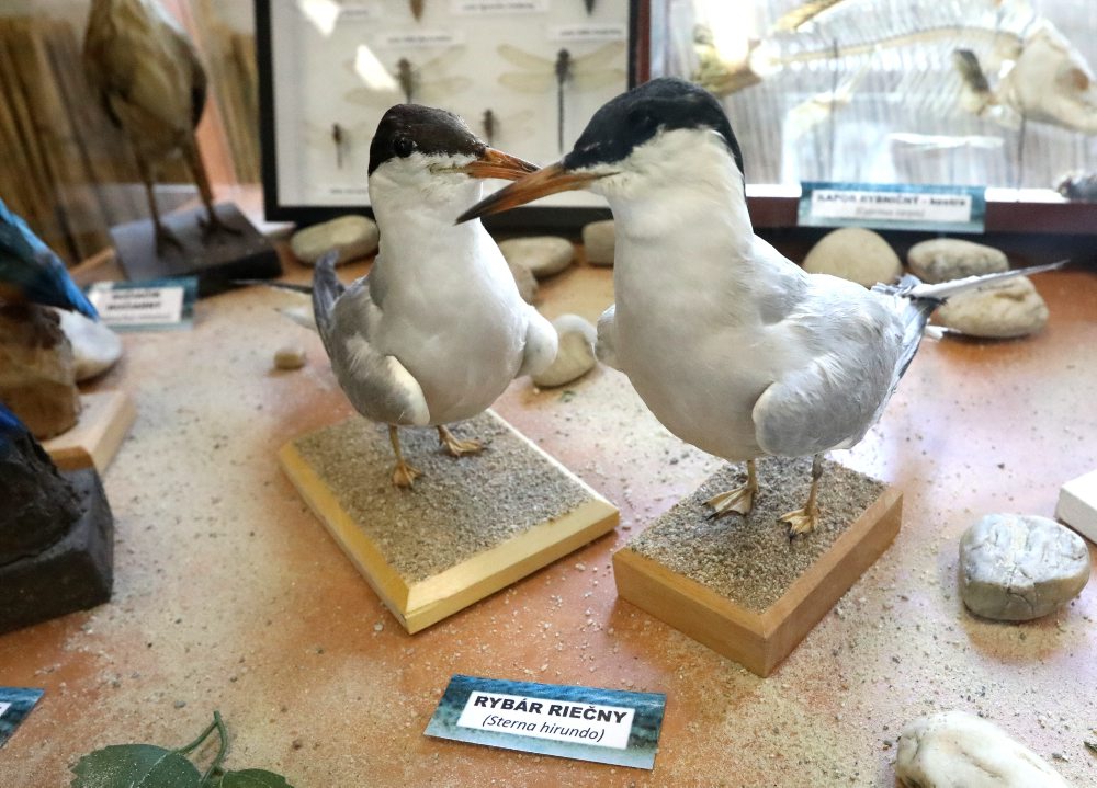 V spolupráci so Stredoslovenským múzeom sprístupnili v Tihányiovskom kaštieli v Banskej Bystrici výstavu RYBY a RYBÁRI