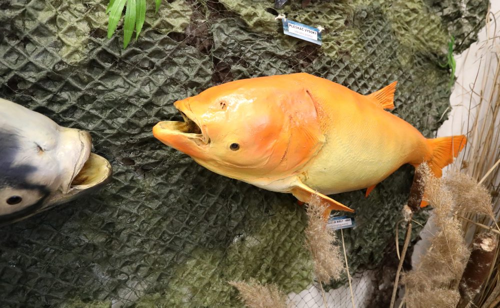 V spolupráci so Stredoslovenským múzeom sprístupnili v Tihányiovskom kaštieli v Banskej Bystrici výstavu RYBY a RYBÁRI