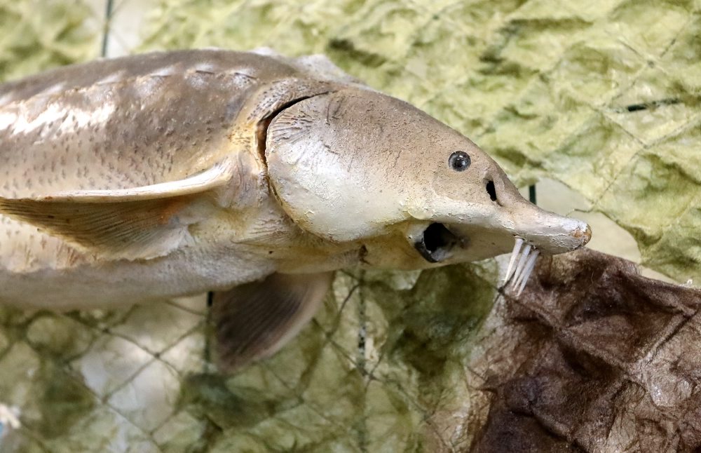 V spolupráci so Stredoslovenským múzeom sprístupnili v Tihányiovskom kaštieli v Banskej Bystrici výstavu RYBY a RYBÁRI