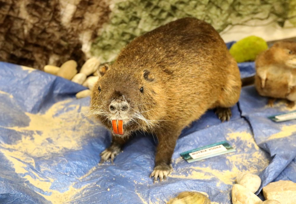 V spolupráci so Stredoslovenským múzeom sprístupnili v Tihányiovskom kaštieli v Banskej Bystrici výstavu RYBY a RYBÁRI