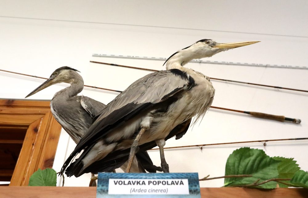 V spolupráci so Stredoslovenským múzeom sprístupnili v Tihányiovskom kaštieli v Banskej Bystrici výstavu RYBY a RYBÁRI