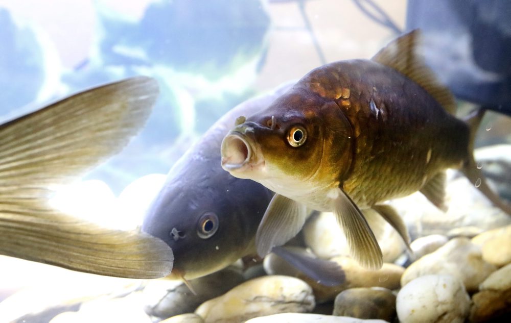 V spolupráci so Stredoslovenským múzeom sprístupnili v Tihányiovskom kaštieli v Banskej Bystrici výstavu RYBY a RYBÁRI