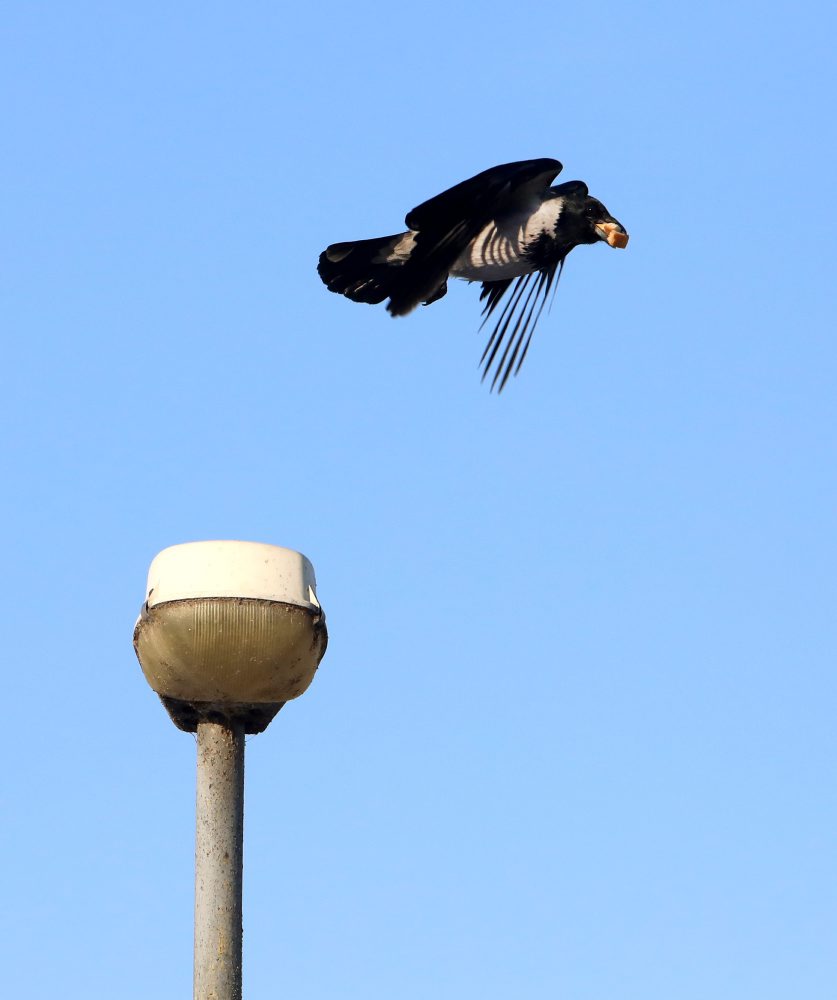 Zamrznutá rieka Hron vo Zvolene 