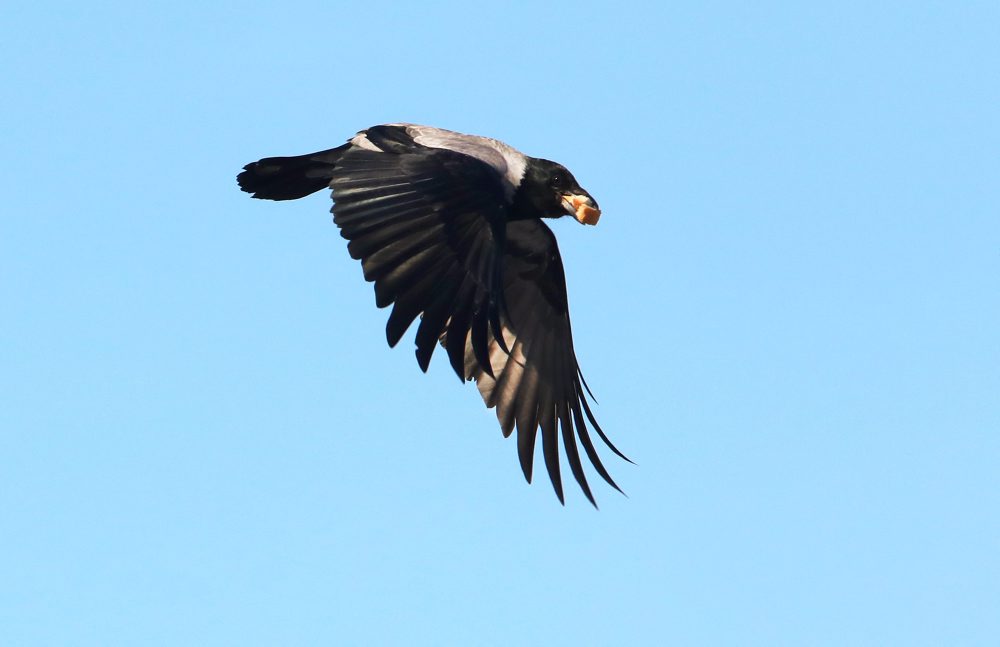 Zamrznutá rieka Hron vo Zvolene 