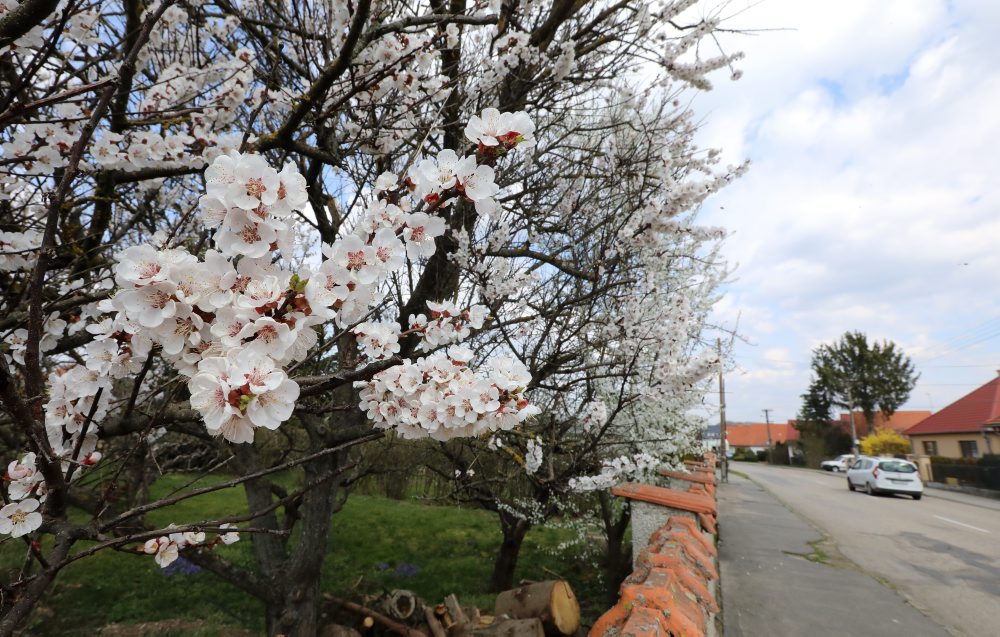 Rozkvitnuté stromy marhule v Tlmačoch 
