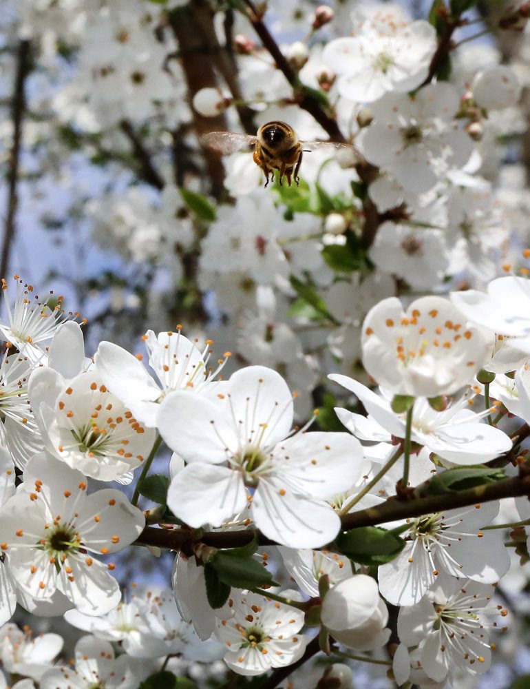 Rozkvitnuté stromy slivky v Tlmačoch 
