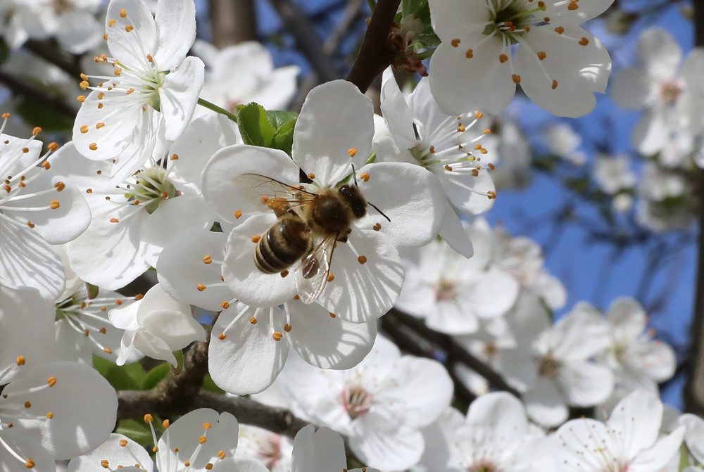 Rozkvitnuté stromy slivky v Tlmačoch 