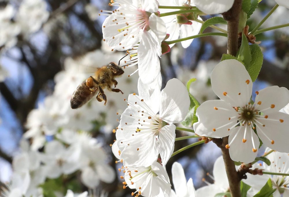 Rozkvitnuté stromy slivky v Tlmačoch 