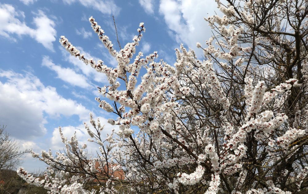 Rozkvitnuté stromy marhule v Tlmačoch 