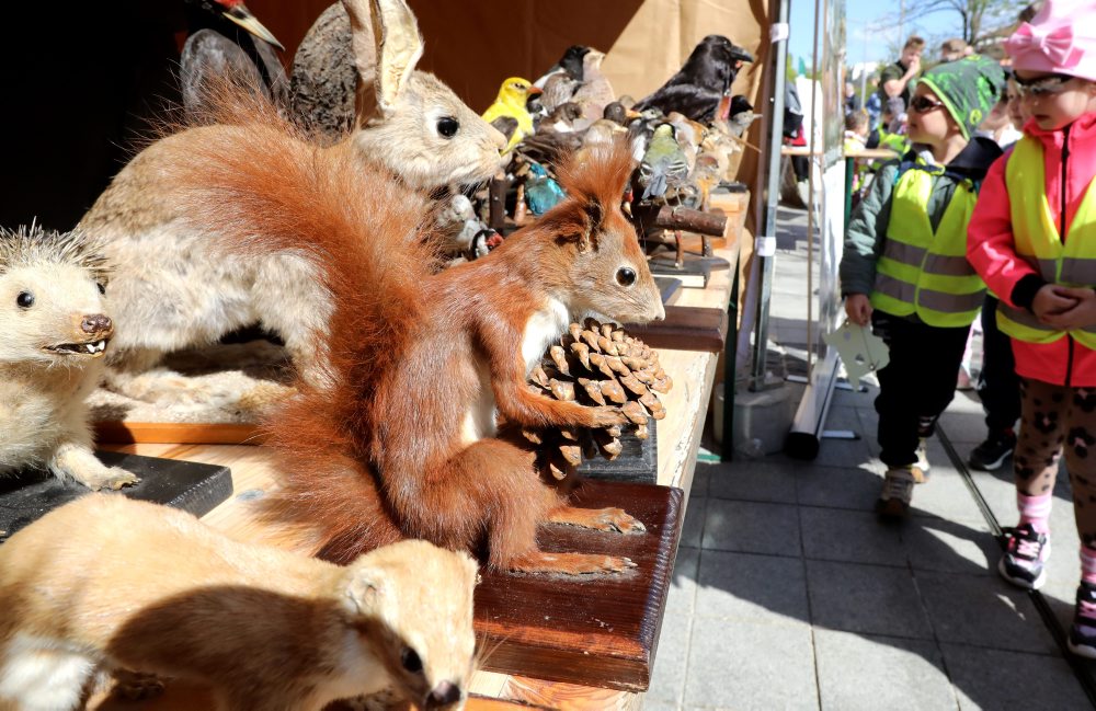 Lesnícke dni vo Zvolene 