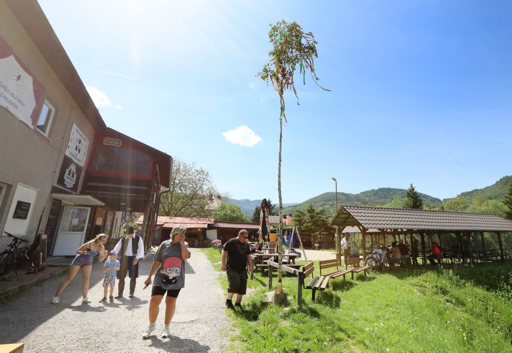 V obci Malachov postavili tradičný máj, viaže sa k termínu Turíc