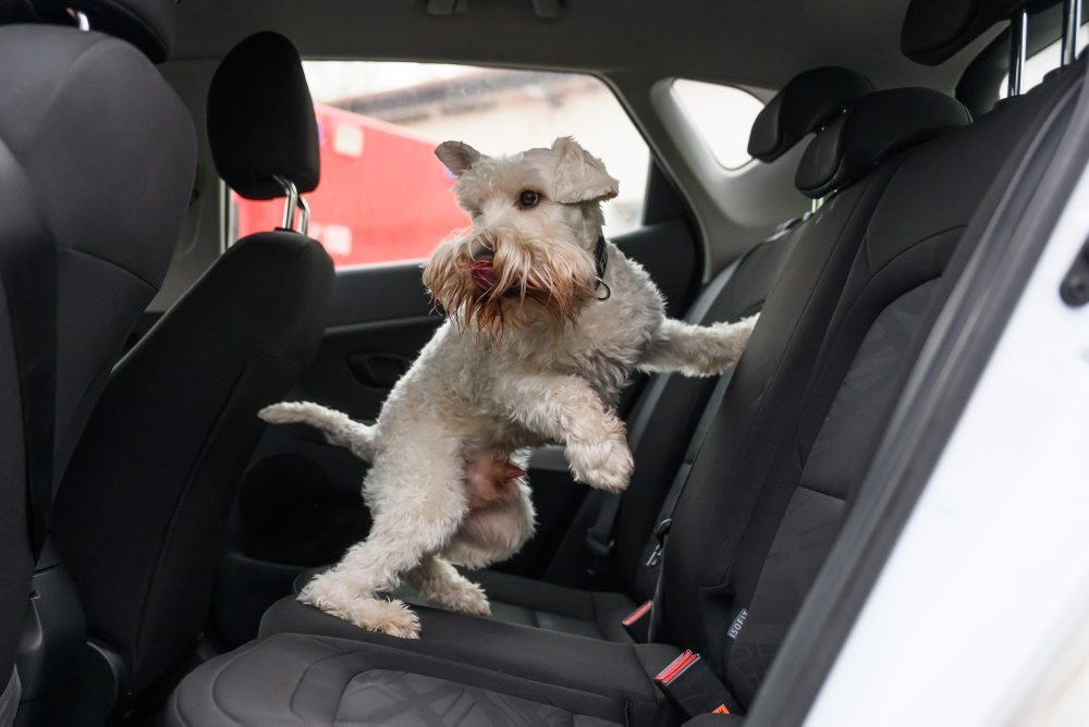 Bezpečnostné zložky spustili akciu Zelená II, kontroly sú nielen na hraniciach