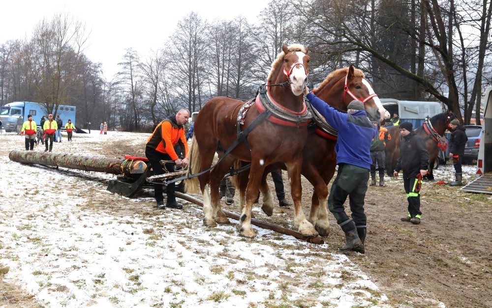 Zimná furmanská súťaž ťažných koní v Hriňovej