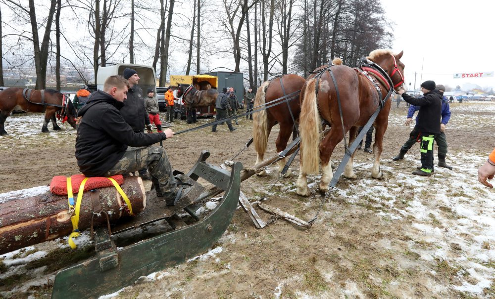 Zimná furmanská súťaž ťažných koní v Hriňovej