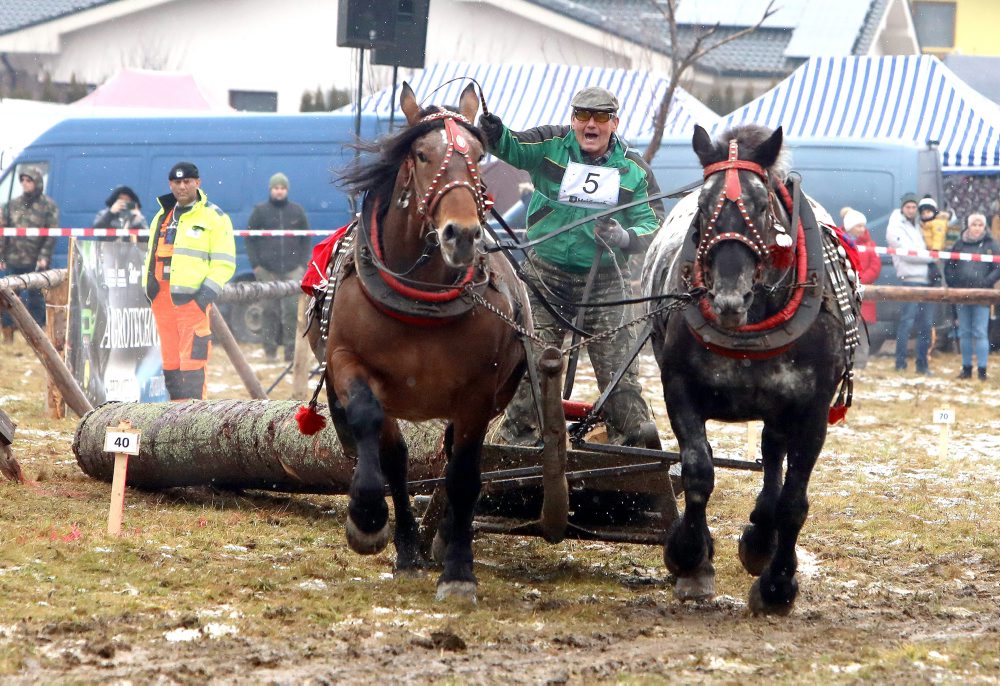 Zimná furmanská súťaž ťažných koní v Hriňovej