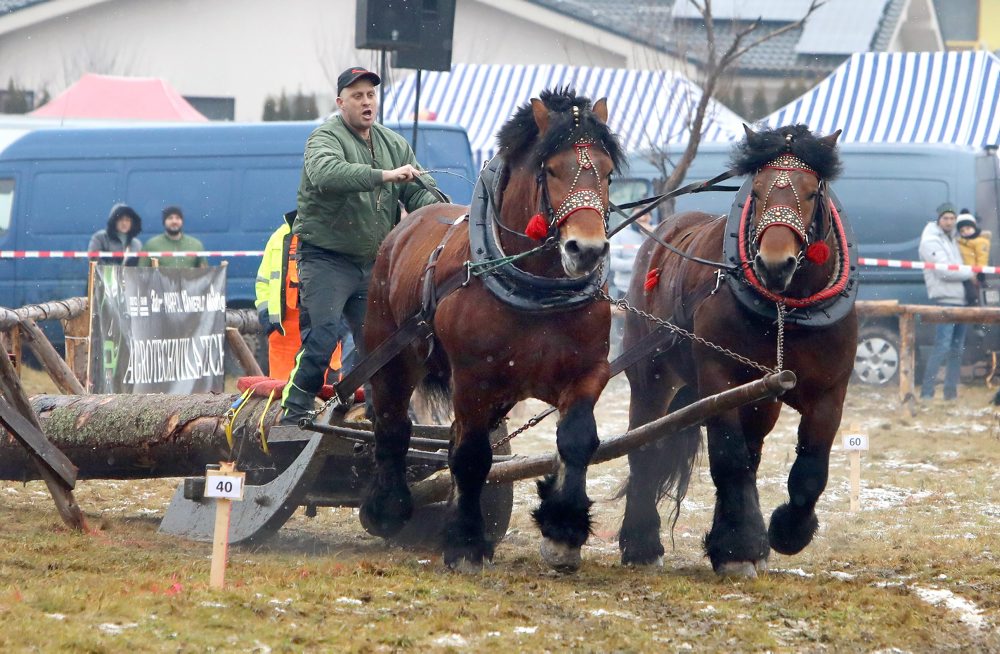 Zimná furmanská súťaž ťažných koní v Hriňovej