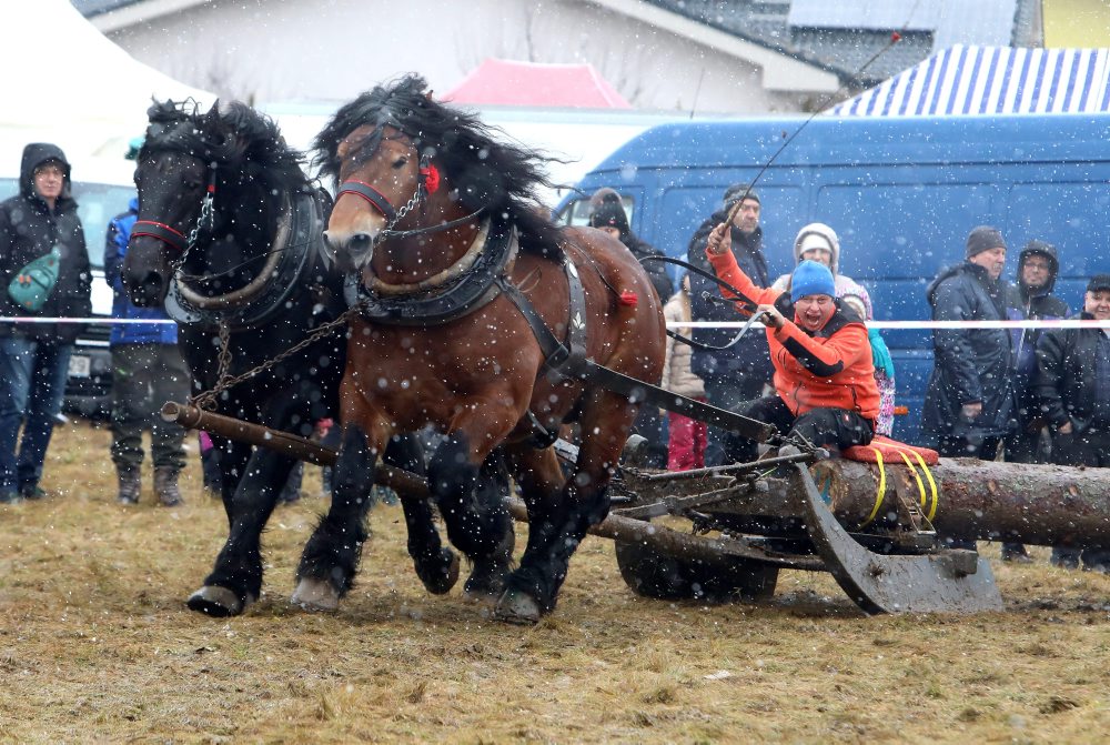 Zimná furmanská súťaž ťažných koní v Hriňovej