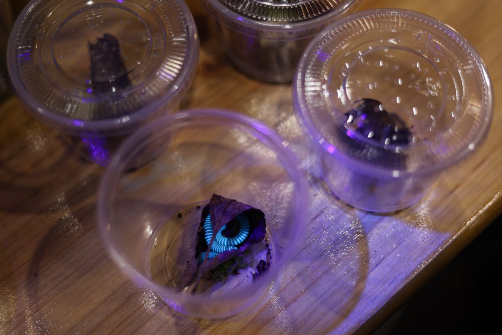 Svet exotiky - burza akvaristiky a teraristiky v Martine