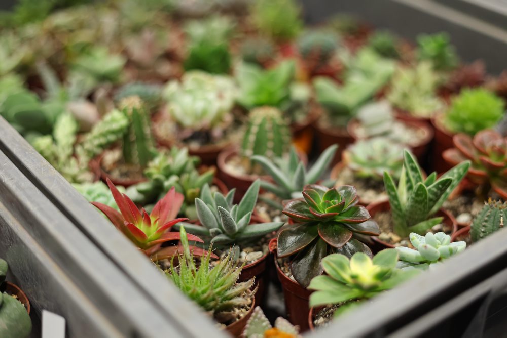 Svet exotiky - burza akvaristiky a teraristiky v Martine