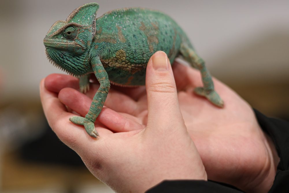 Svet exotiky - burza akvaristiky a teraristiky v Martine