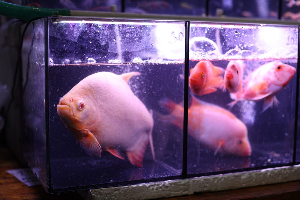 Svet exotiky - burza akvaristiky a teraristiky v Martine