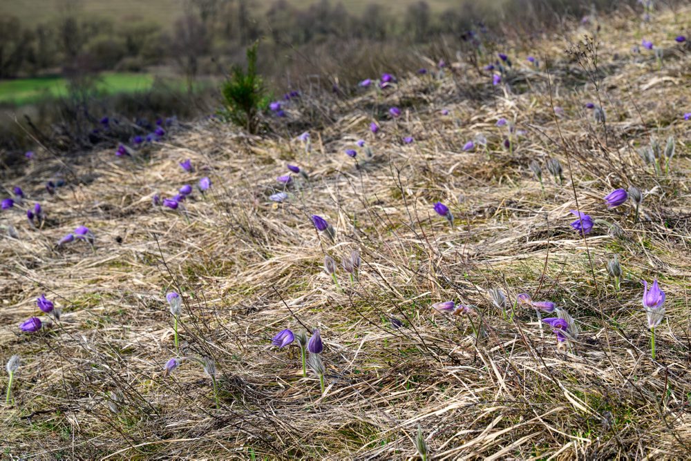 Príroda v chránenom areály Radvanovské skalky