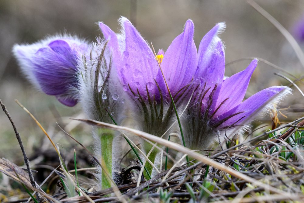 Príroda v chránenom areály Radvanovské skalky