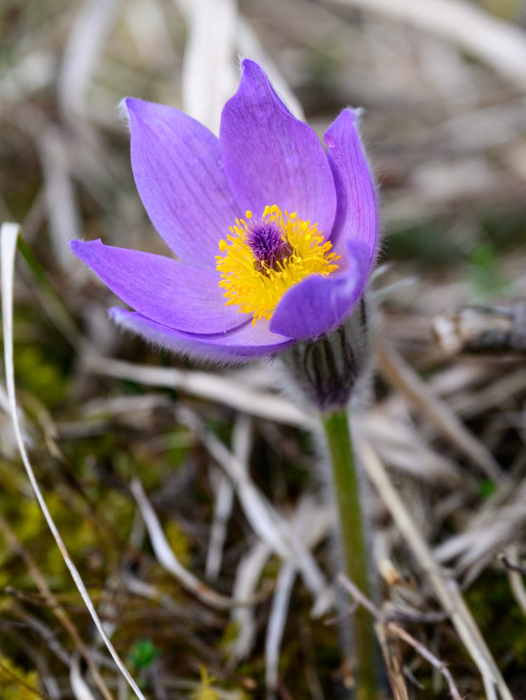 Príroda v chránenom areály Radvanovské skalky