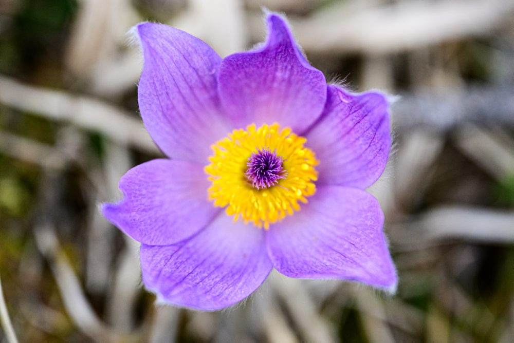 Príroda v chránenom areály Radvanovské skalky