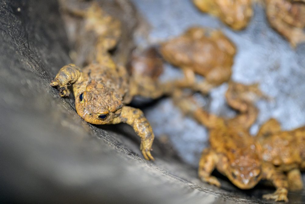 Prešovčania pomáhajú žabám cez cestu migrovať z lesa k rybníku