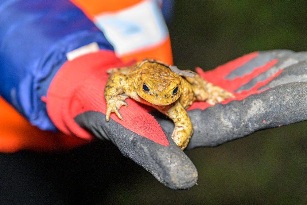 Prešovčania pomáhajú žabám cez cestu migrovať z lesa k rybníku