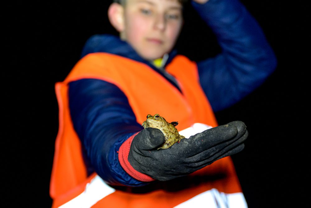 Prešovčania pomáhajú žabám cez cestu migrovať z lesa k rybníku