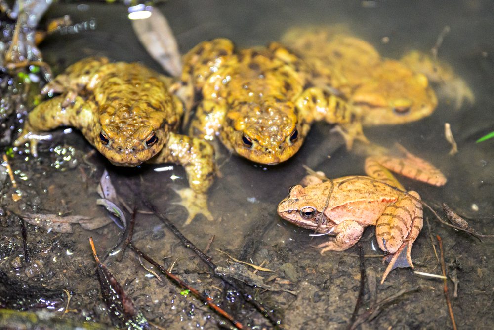 Prešovčania pomáhajú žabám cez cestu migrovať z lesa k rybníku