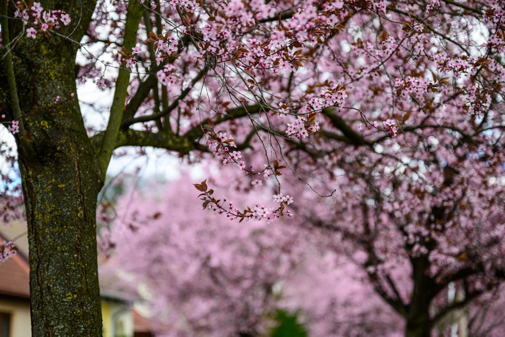 Okrasné slivky rozžiarili Gorkého ulicu v Prešove