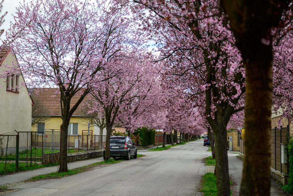 Okrasné slivky rozžiarili Gorkého ulicu v Prešove