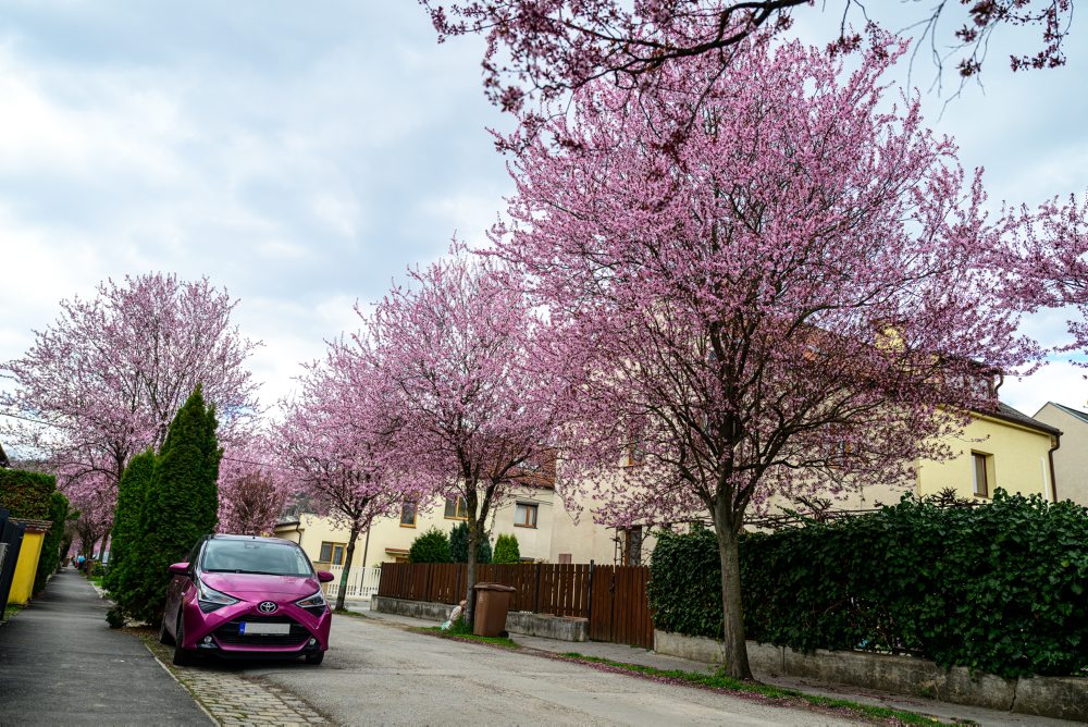 Okrasné slivky rozžiarili Gorkého ulicu v Prešove