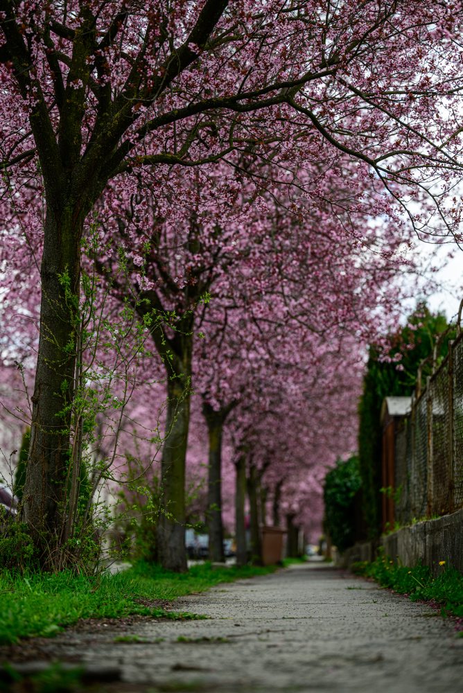 Okrasné slivky rozžiarili Gorkého ulicu v Prešove